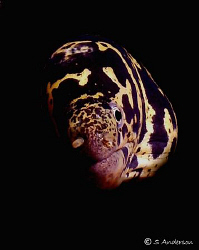 Im sure everyone is tired of my eel shots but 1 more. Thi... by Steven Anderson 
